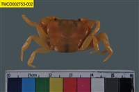 藏品(澤蟹屬)的圖片